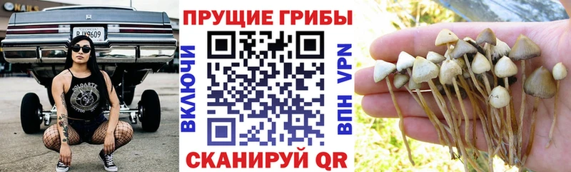 как найти закладки  Новый Уренгой  Галлюциногенные грибы Psilocybine cubensis 